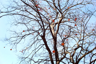 푸른 하늘의 청명함과 감나무