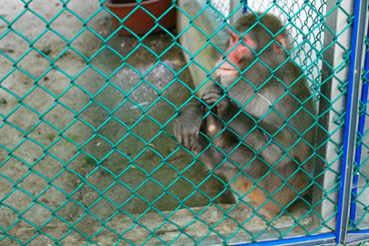 자연학습장의 일본원숭이