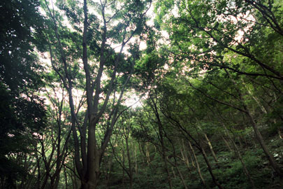 칠갑산 자연휴양림 산책로