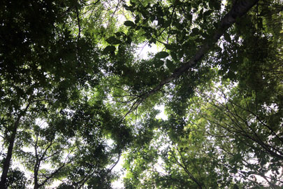 칠갑산 자연휴양림 산책로에서 바라본 나무위