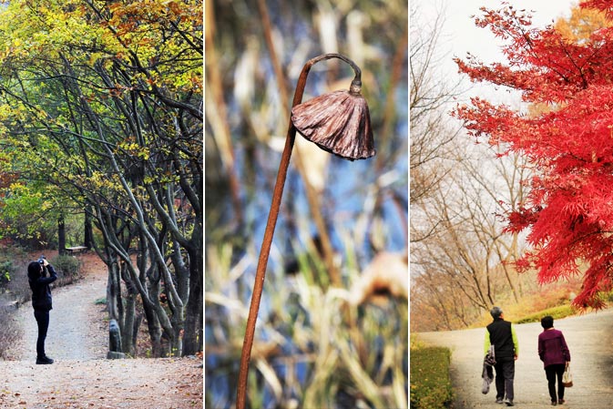 사진5.오솔길에서 가을의 풍경을 담는 관람객,사진6.가을 수련원의 마른 연꽃,
				사진7. 늦가을 식물원을 찾은 부부