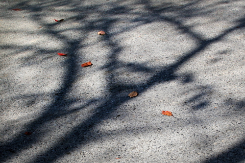 나무 그림자 위로 떨어진 낙엽