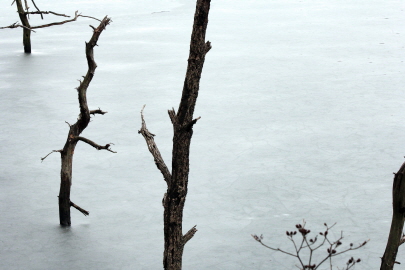 얼어분은 호수의 나무모습