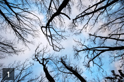 겨울 나뭇가지와 파란하늘
